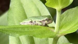 frog on a leaf