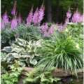 Native Ferns of Ottawa and For your Garden by Sharon Smith