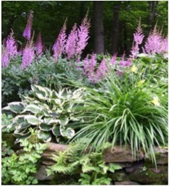 Native Ferns of Ottawa and For your Garden by Sharon Smith