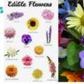 Growing and Using Edible Flowers