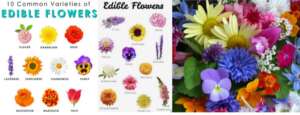 Edible Flowers