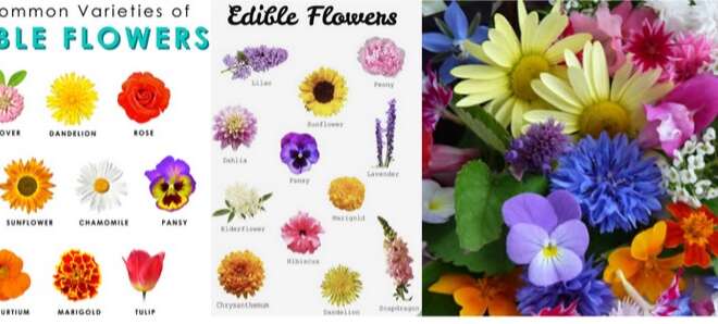 Edible Flowers