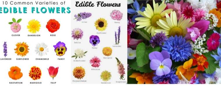 Edible Flowers