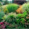 Grasses in Your Garden
