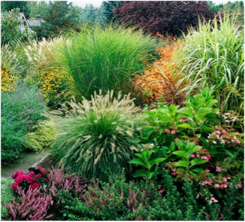 Grasses in Your Garden